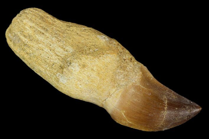 Fossil Rooted Mosasaur (Prognathodon) Tooth - Morocco #116967